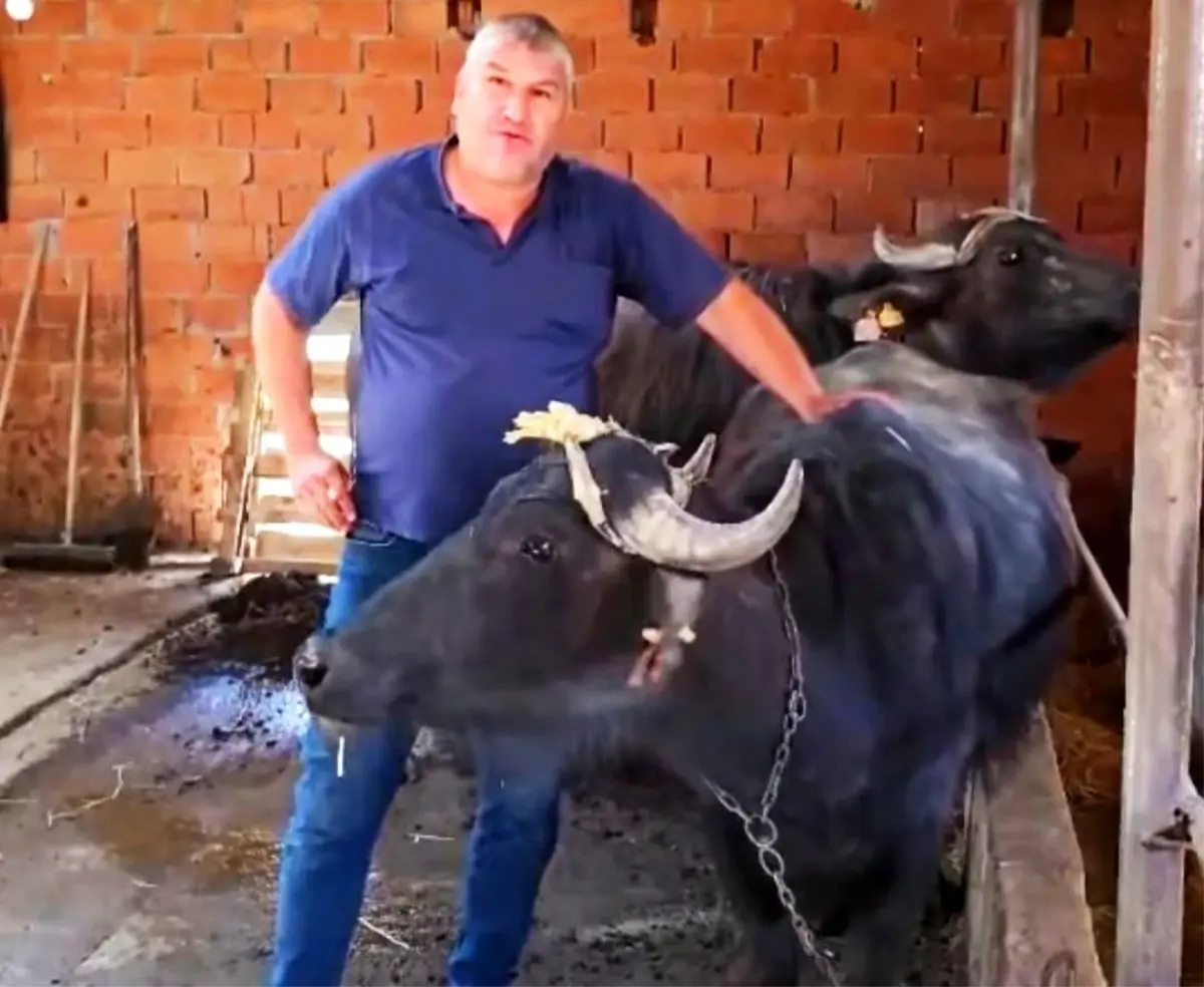 Kütahya Orman Bölge Müdürlüğü Manda Yetiştiriciliği Desteklerine Devam Ediyor