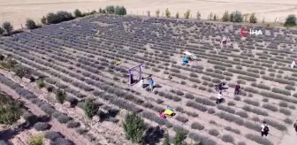 Bozkırı lavanta bahçesine dönüştürdü, mor güzelliği ücretsiz ziyarete açtı