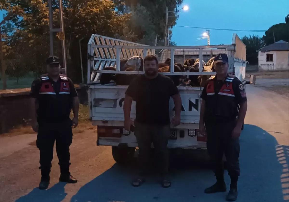 Çoban, patronunun koyunlarını çalıp pavyonda eğlenirken yakalandı
