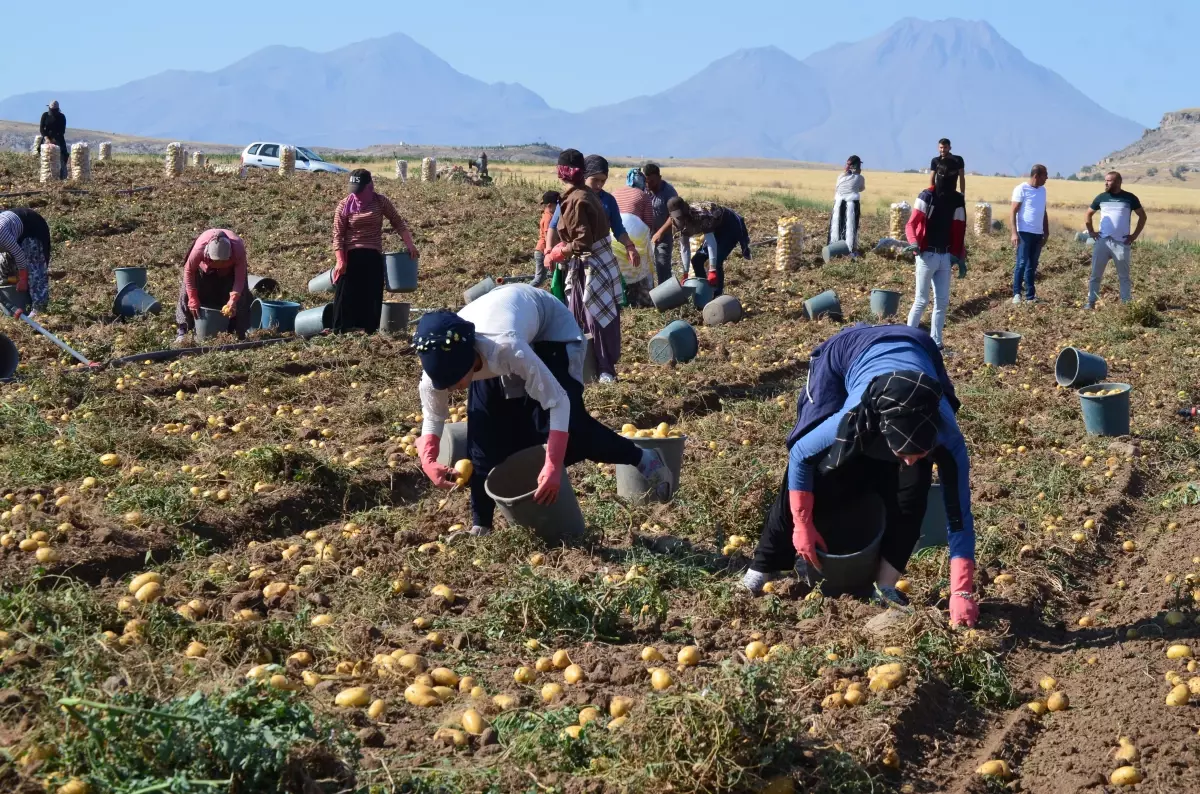 Aksaray'da Patates Üretimi Arttı, Fiyatlar Düştü