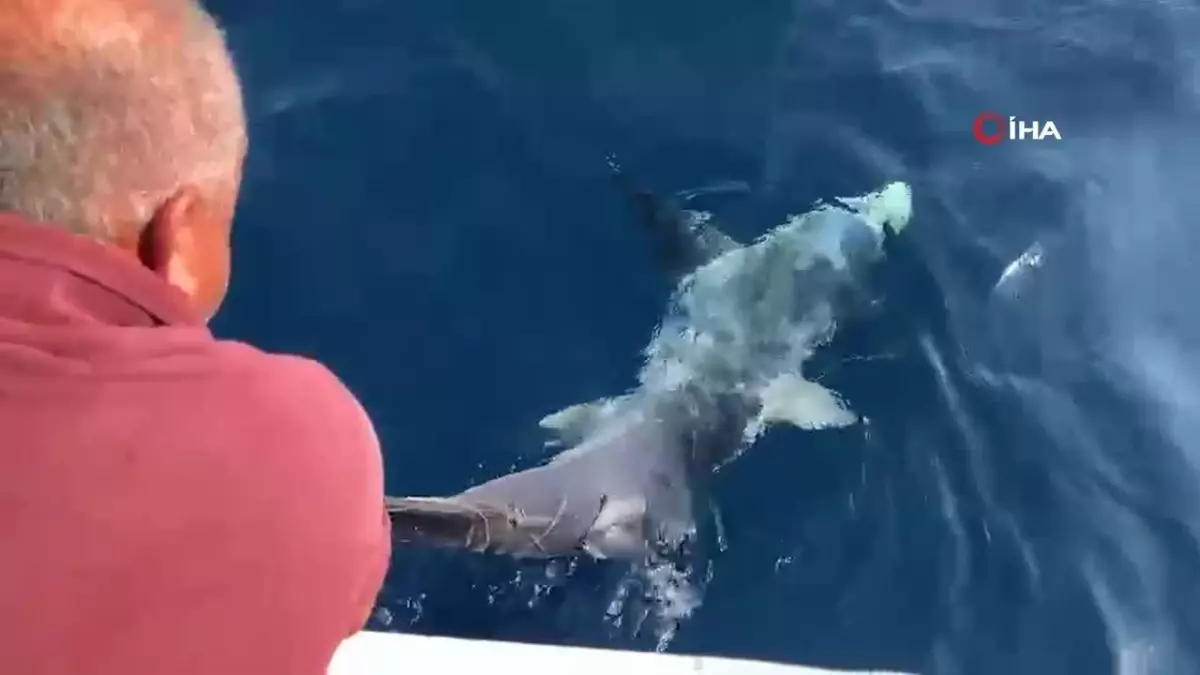 Gökçeada Açıklarında 3 Metre Boyunda Vahşi Mavi Köpek Balığı Bulundu