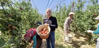 Karaman'da Erkenci Elma Hasadı Başladı