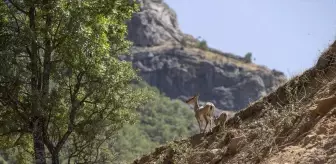 Tunceli'de koruma altındaki yaban keçileri ve yavruları görüntülendi