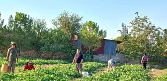 Afyonkarahisar'da Kornişon Salatalık Hasadı Başladı