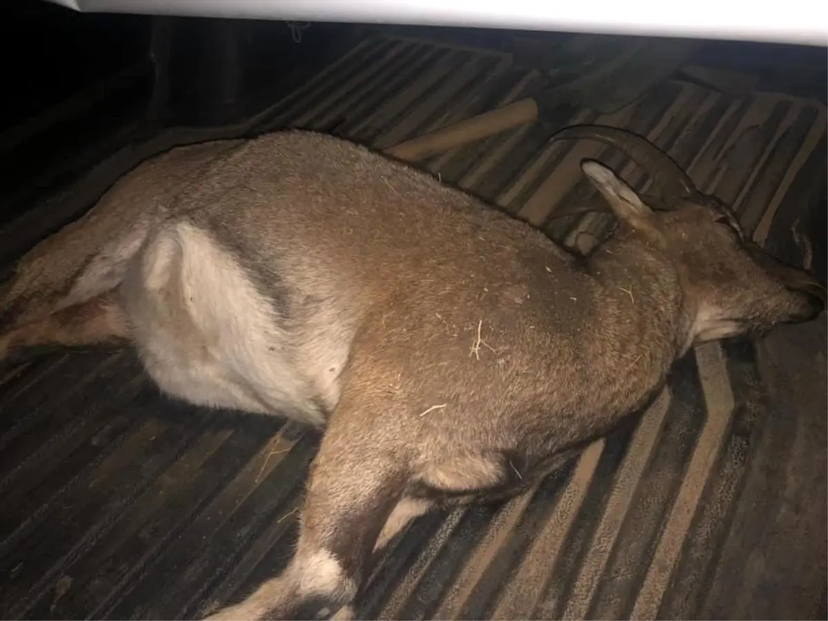 Erzincan'da Dağ Keçisi Avlayan 3 Kişiye 694 Bin Lira Para Cezası Kesildi