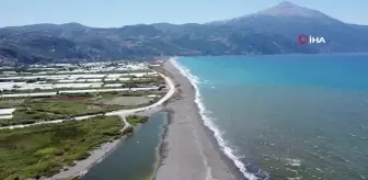 Deniz kaplumbağalarının ölüme yürümemesi için Erol öğretmen nöbette