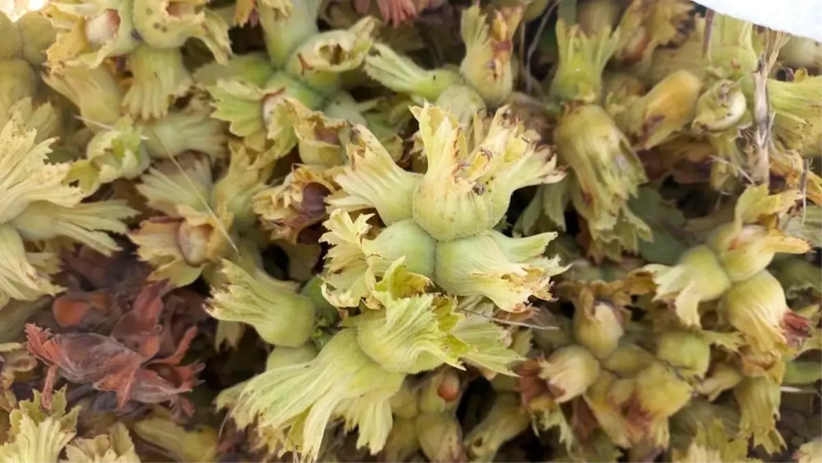 Düzce'den Avrupa Birliği ülkelerine 7 bin 47 ton fındık ihraç edildi