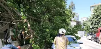 Kadıköy'de ağaç dalları otomobilin üzerine devrildi