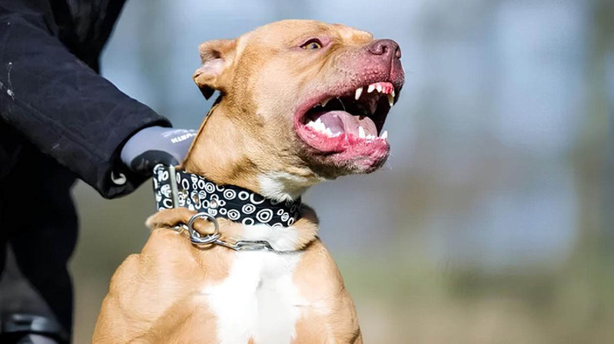 Bebek pitbull