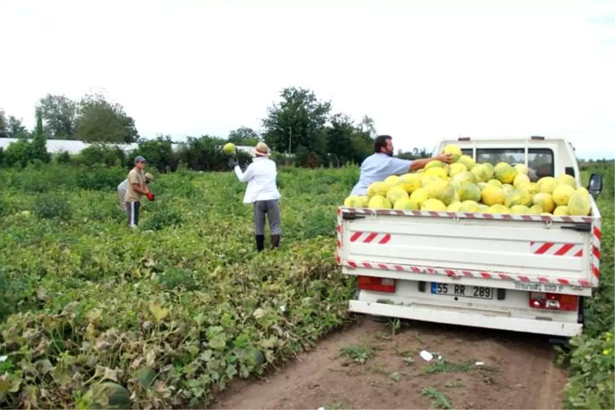 Samsun'da Süheyla kavunu hasadı başladı