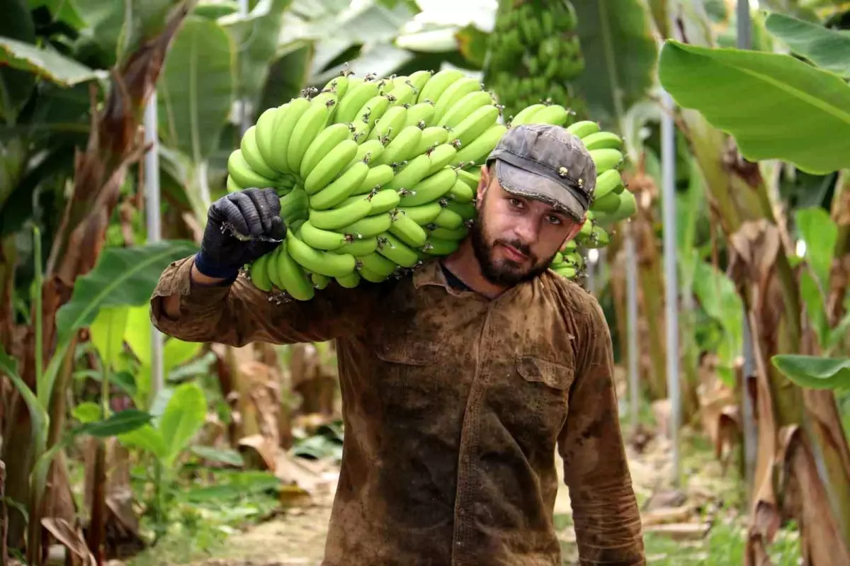 Hatay'da serada muz hasadı devam ediyor