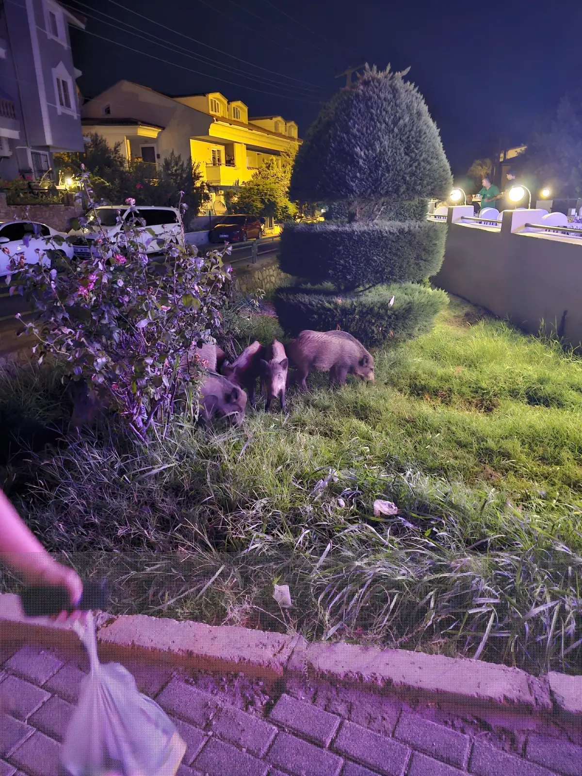 Marmaris'te aç kalan yaban domuzları şehir merkezine indi