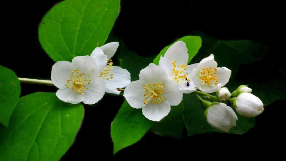 Yasemin çiçeği anlamı nedir, bakımı nasıl olur? Yasemin çiçeği ne ifade eder, neyi temsil eder?