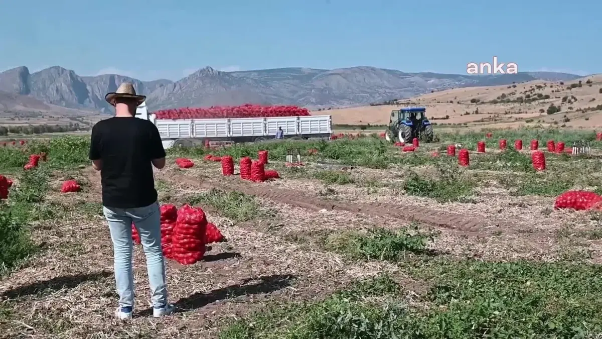 Yozgat'ta Soğan Üreticileri Fiyatların Geride Kalmasından Şikayetçi