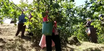 Giresun Ziraat Odaları, fındık hasadı için işçi ücretlerini belirledi