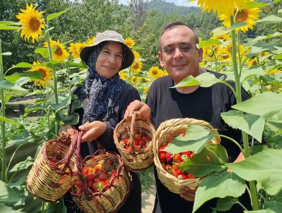 Çamlıyayla'da çilek yetiştiriciliği yapan kadın üretici, fide desteğiyle başarıya ulaştı
