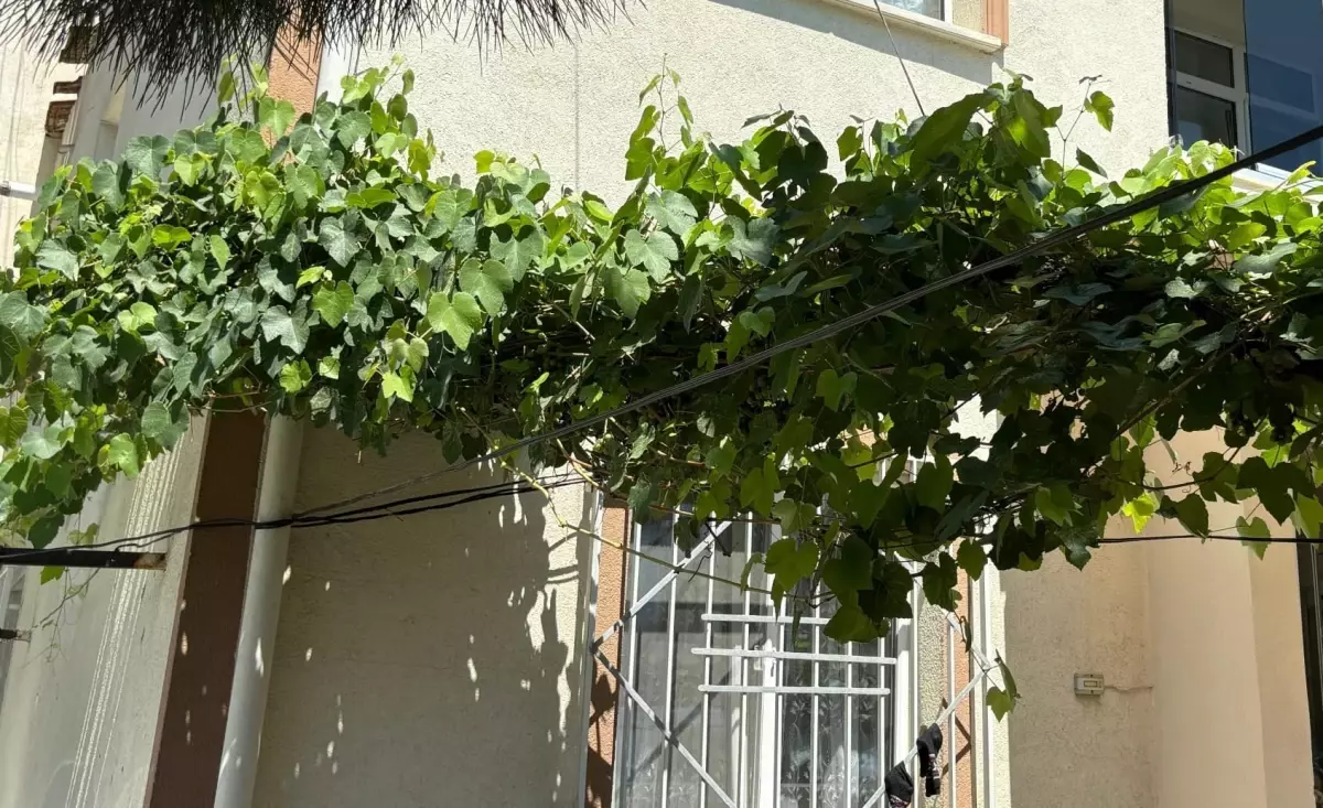 İnegöl'de 1 yaşındaki bebek üzüm asmasına takılarak ölümden döndü