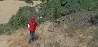 82 yaşındaki adam kestiği ağacın altında can verdi