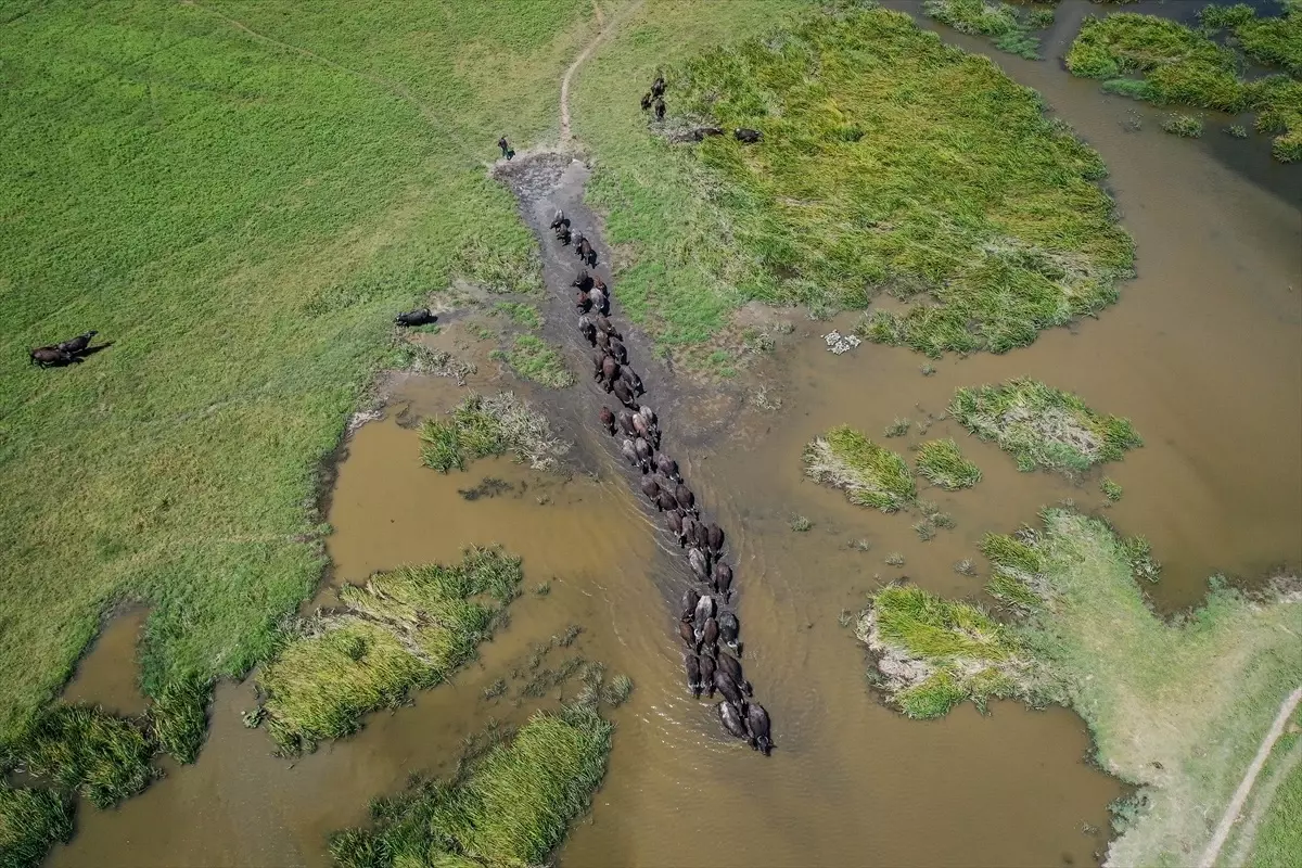 Mustafakemalpaşa'da mandalar serinlemek için çaya giriyor