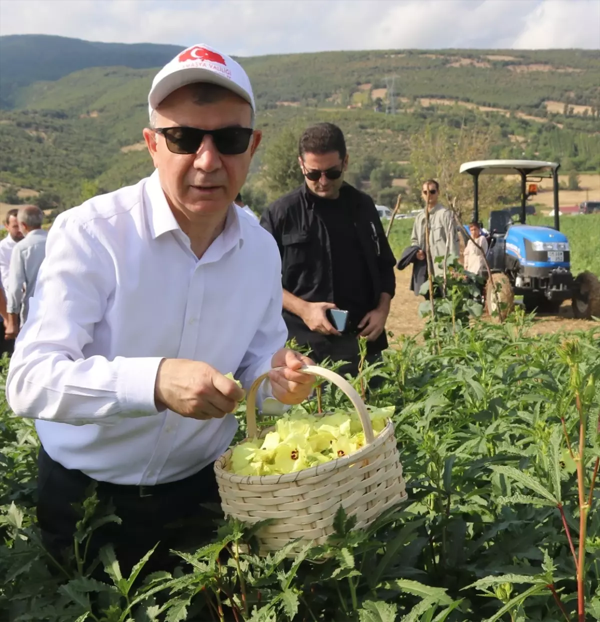 Amasya'da coğrafi işaretli çiçek bamyası hasadı düzenlendi