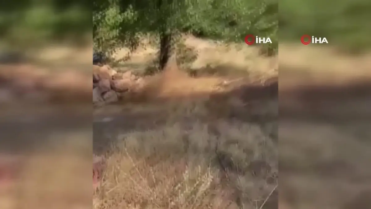 Antalya'da sıcak havadan etkilenen yaban hayvanlarına can suyu