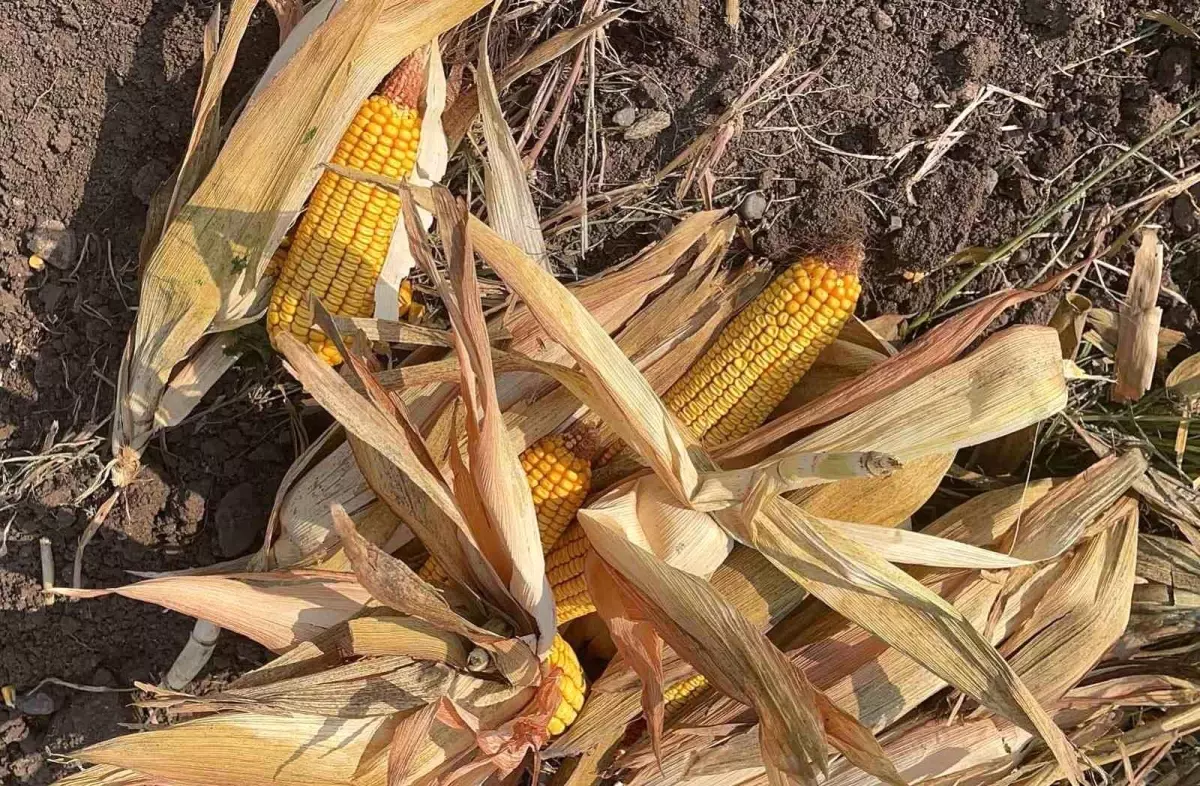 Osmaniye'de aşırı yağışlar mısır rekoltesini düşürdü