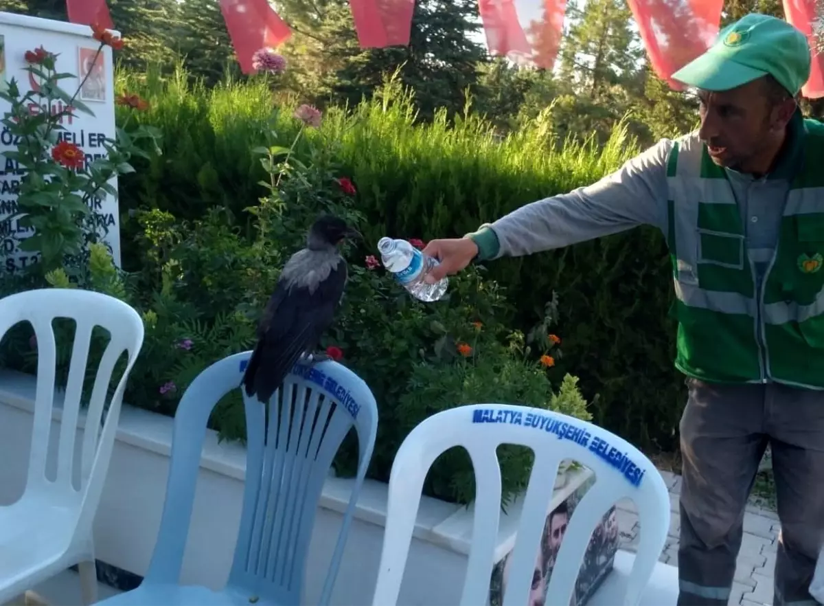 Malatya'da mezarlıkta baygın halde bulunan karga görevli tarafından kurtarıldı