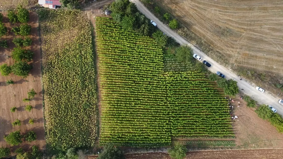 Bilecik Kınık köyünde barbunya hasadı sürüyor