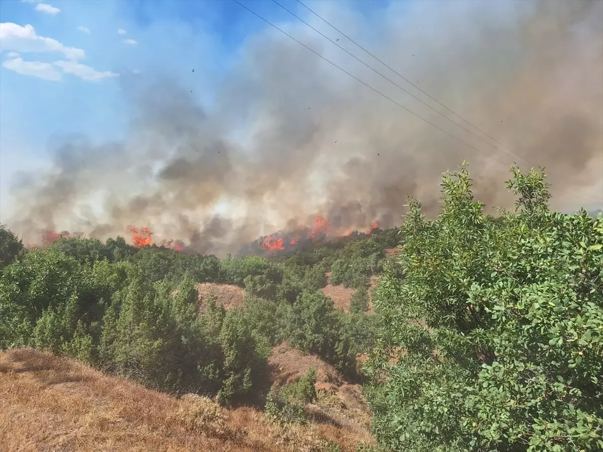 Bingöl'ün Genç ilçesinde orman yangını çıktı