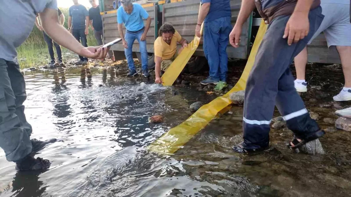 Bursa'da Yavru Sazanlar Göllere Bırakıldı