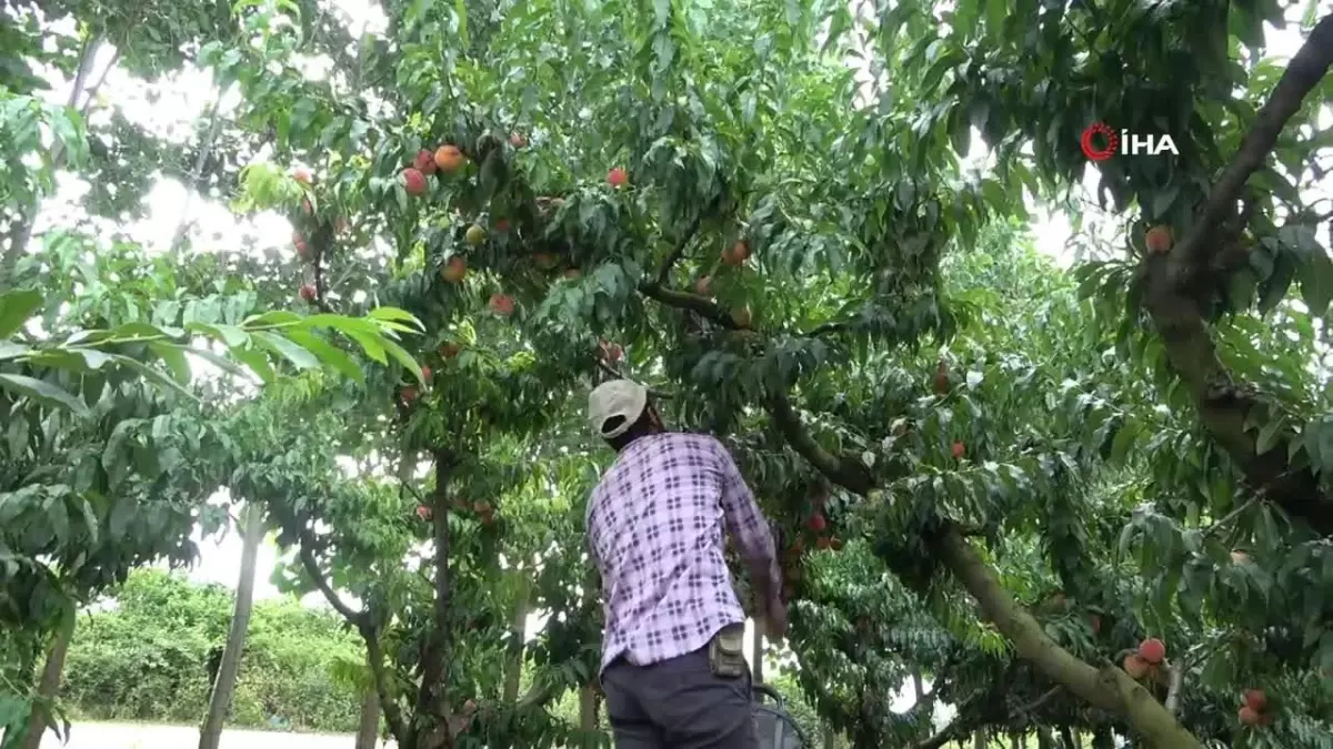 Çarşamba Ovası'nda şeftali hasadı