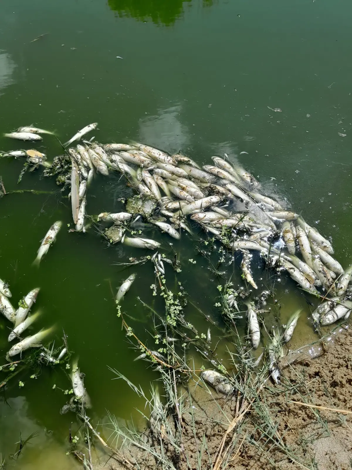 Danişment köyünde balık ölümleri endişe yarattı