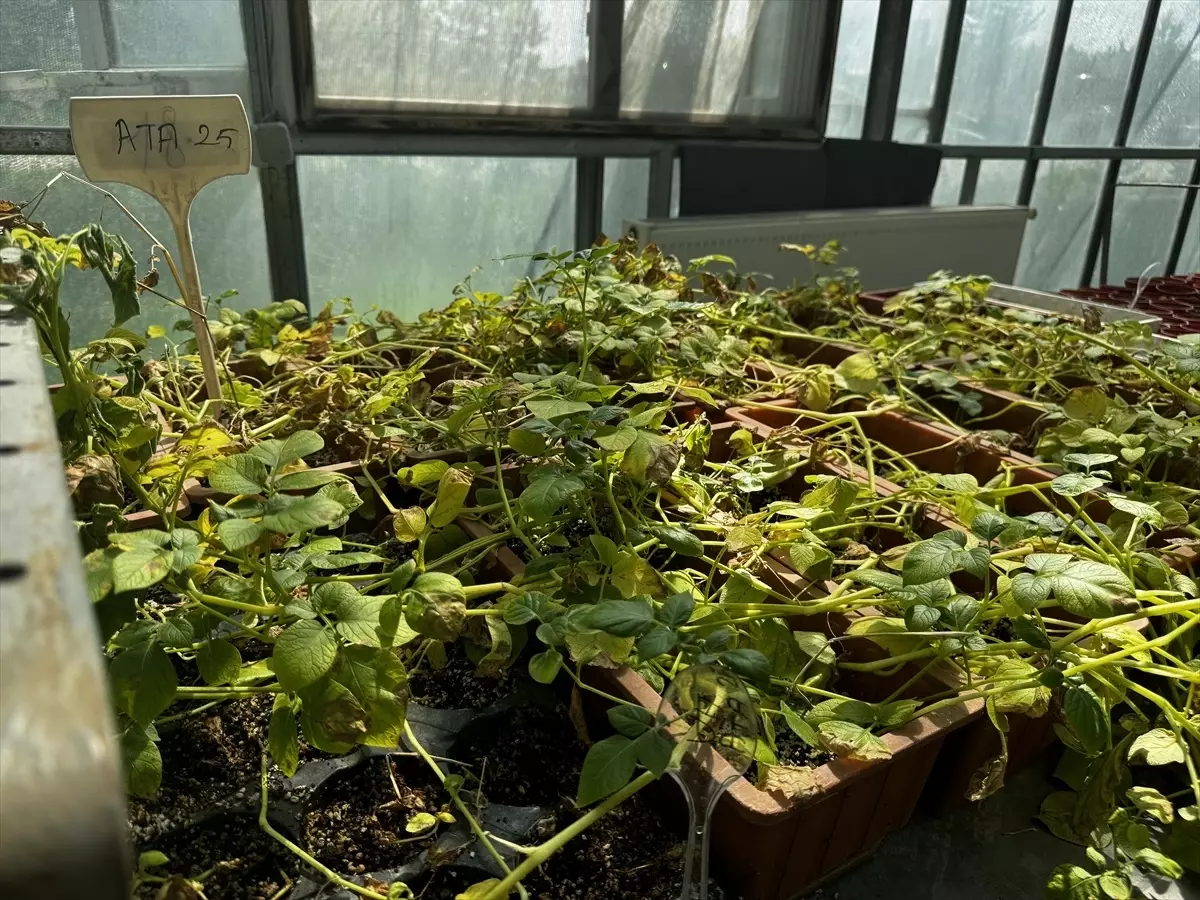 Doğu Anadolu Tarımsal Araştırma Enstitüsü tarafından geliştirilen yeni patates tohumları Ata 25 ve Kaan