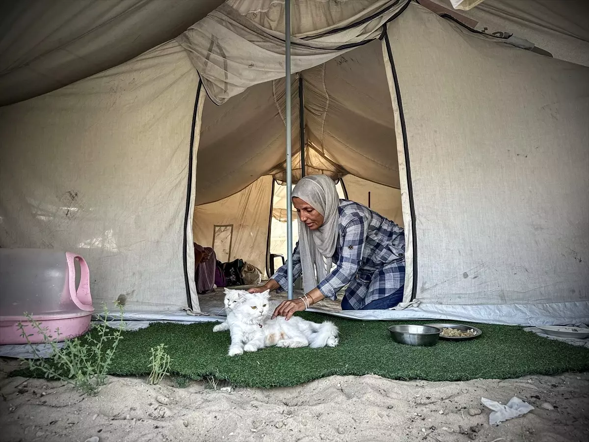 Gazze'de evini kaybeden Filistinli kadın, sahiplendiği kedilerini yanından ayırmıyor