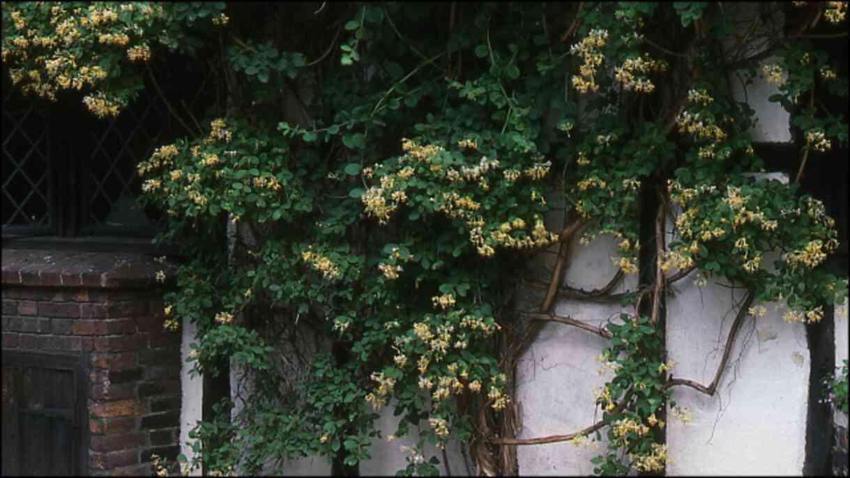 Hanımeli çiçeği ne zaman dikilir ve açar? Hanımeli evde yetişir mi, bakımı nasıl olur? Hanımeli çiçeği ne zaman dikilir ve açar? Hanımeli evde yetişir mi, bakımı nasıl olur?