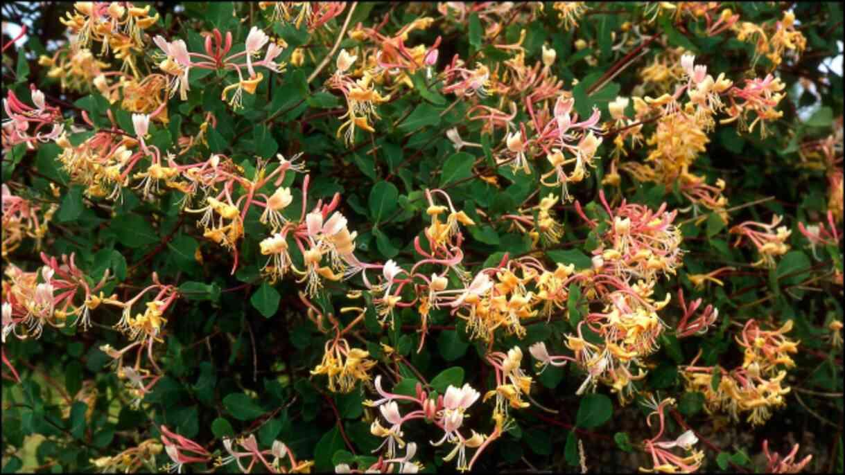 Hanımeli çiçeği ne zaman dikilir ve açar? Hanımeli evde yetişir mi, bakımı nasıl olur? Hanımeli çiçeği ne zaman dikilir ve açar? Hanımeli evde yetişir mi, bakımı nasıl olur?