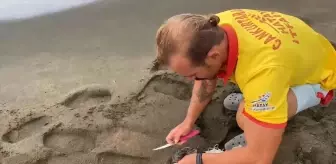 Samandağ'da Çuvala Dolanan Caretta Caretta Yavrusu Kurtarıldı