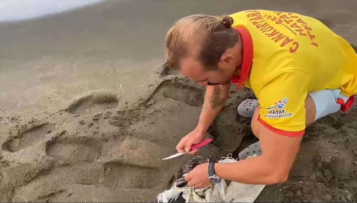 Samandağ'da Çuvala Dolanan Caretta Caretta Yavrusu Kurtarıldı