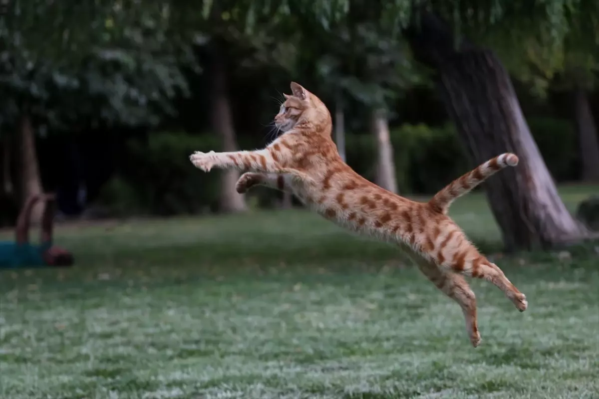 Tahran'ın en büyük parkı Lale Parkı ve ünlü kedileri