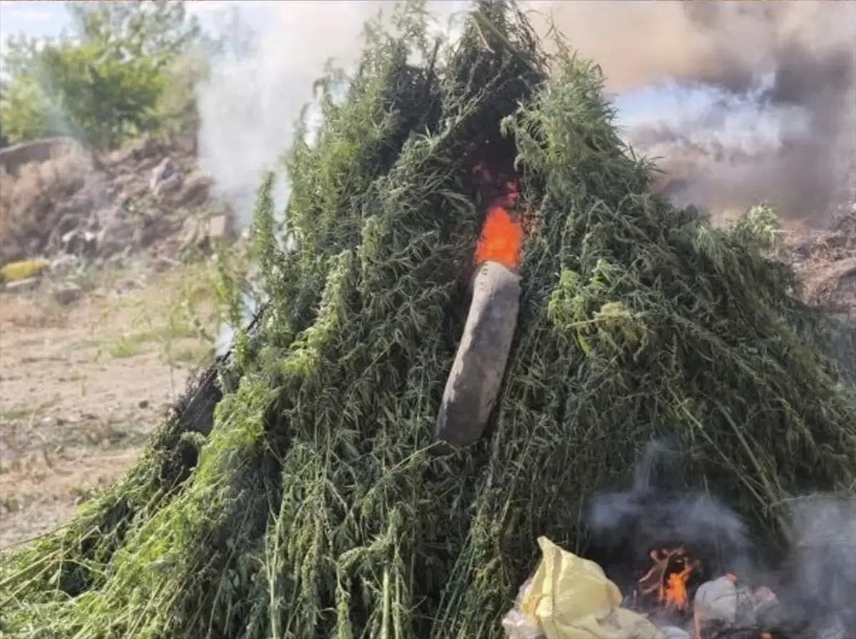 Babaeski'de Ayçiçeği Tarlasında 575 Bin 541 Kök Hint Keneviri Ele Geçirildi