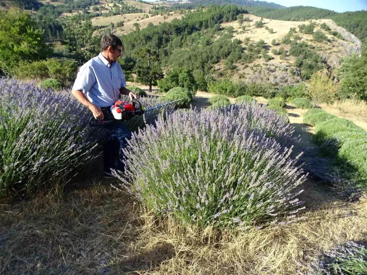 Kütahya'da çiftçi lavanta tarlasından geçimini sağlıyor