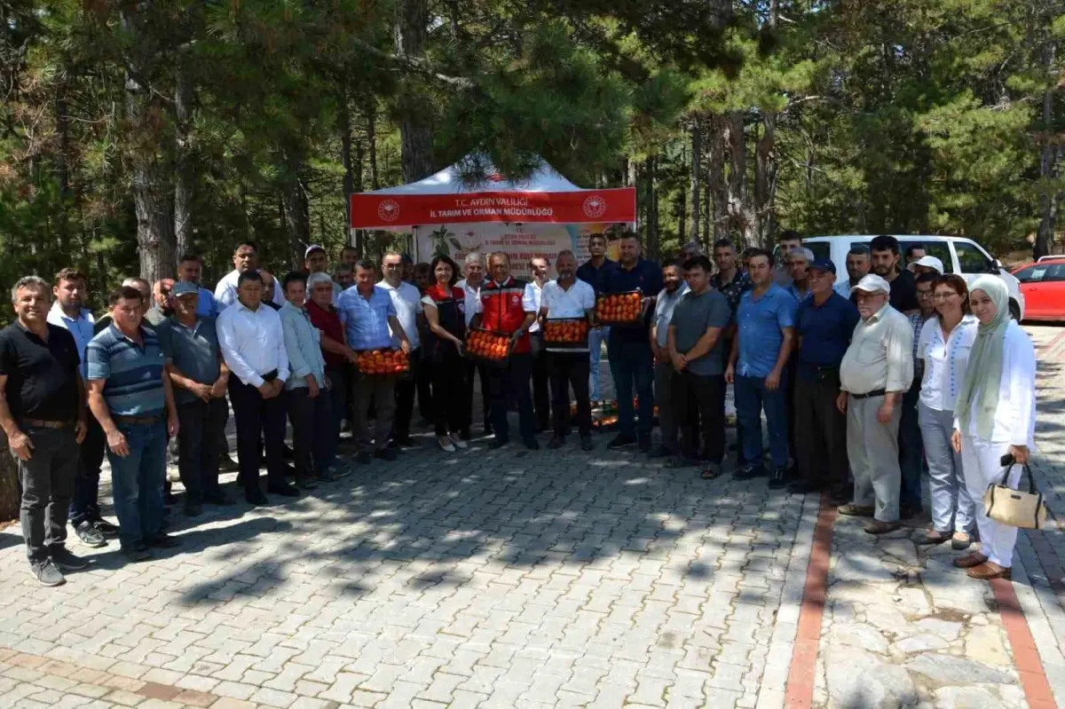 Aydın'da geçici domates hasat töreni düzenlendi