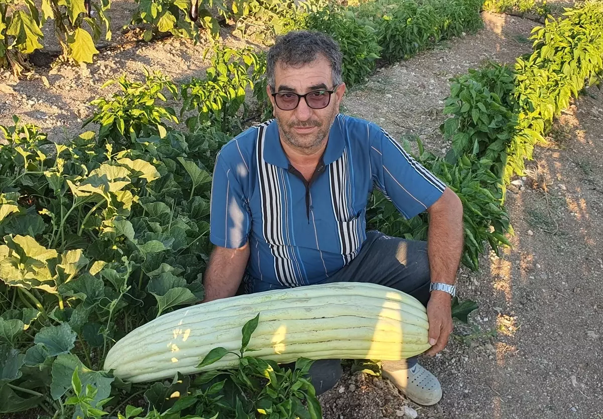 Manisa'da 83 Santimetre Uzunluğunda Dev Acur Yetiştirildi