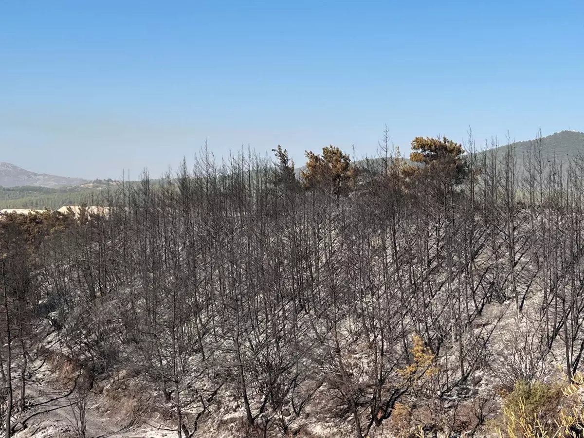 Muğla'da çıkan orman yangını kontrol altına alındı