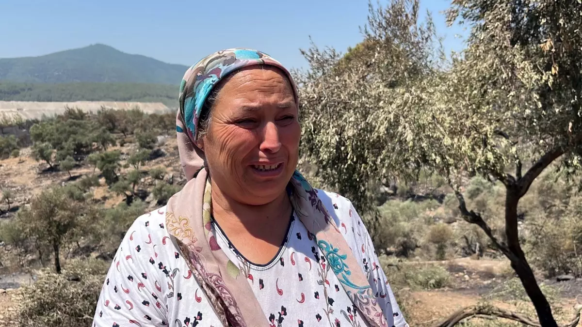 Muğla'da çıkan yangında zeytinlikler zarar gördü