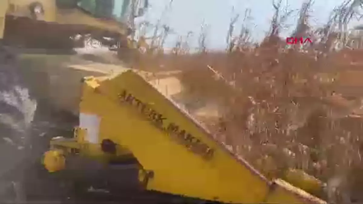 Çiftçiler, mısır fiyatlarının açıklanmasını bekliyor