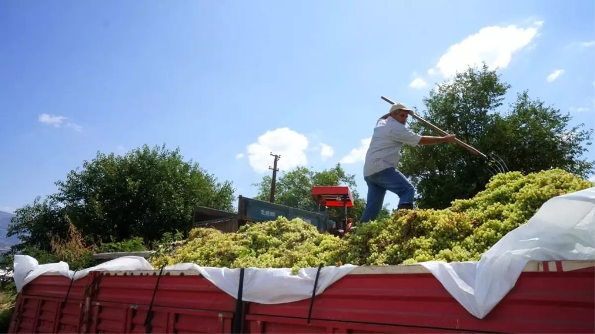 Manisa Sarıgöl'de 2024 ürünü sumalık üzüm alımları başladı