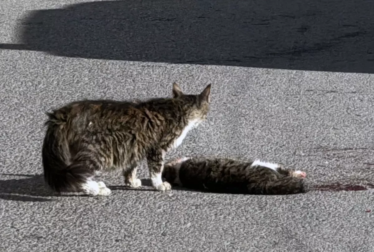 Sivas'ta sahipsiz kedi yavrusu telef olan kedinin başından ayrılmadı