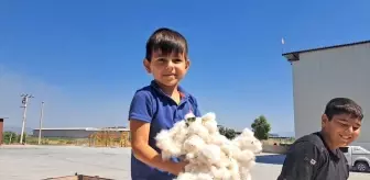 Aydın Söke'de Pamuk Hasadı Başladı