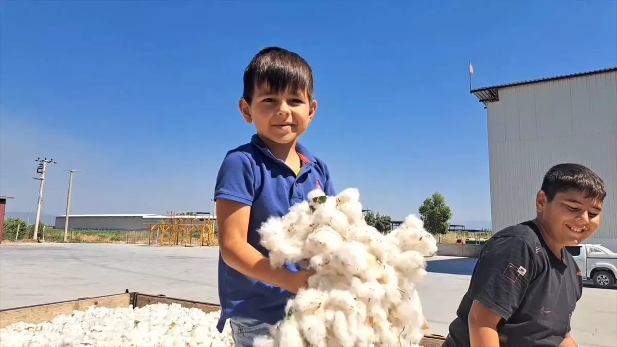Aydın Söke'de Pamuk Hasadı Başladı